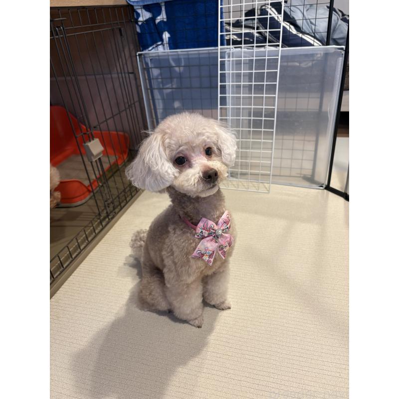 販売中の愛知県のトイプードル-452208の2枚目