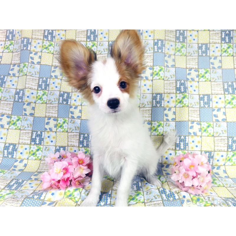 販売中の千葉県のパピヨン-434648の6枚目