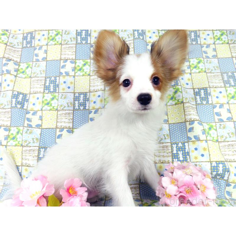 販売中の千葉県のパピヨン-434648の4枚目