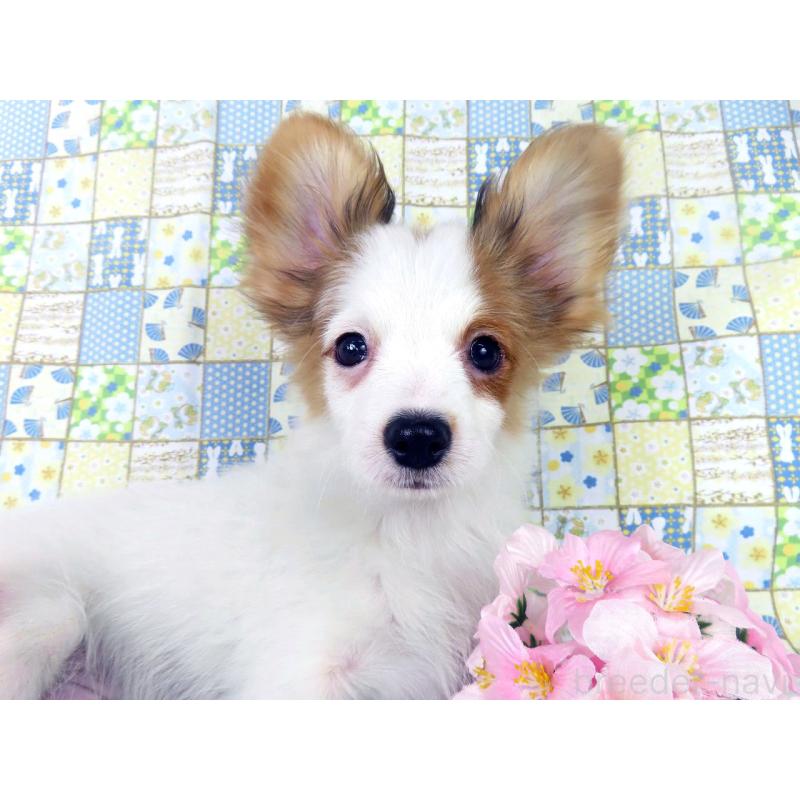 販売中の千葉県のパピヨン-434648の3枚目