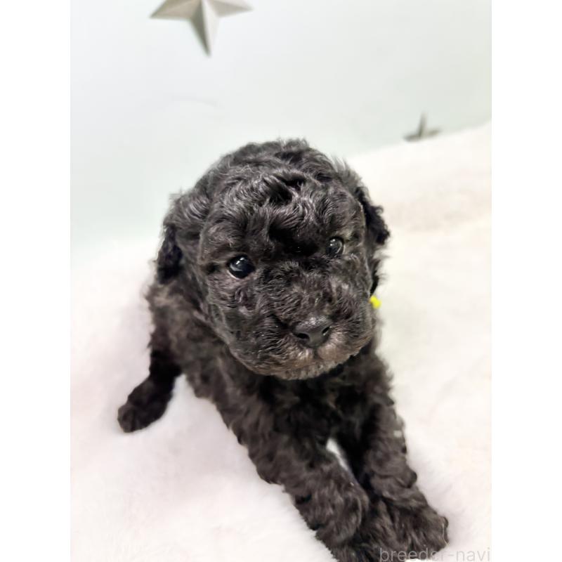 販売中の千葉県のトイプードル-451517