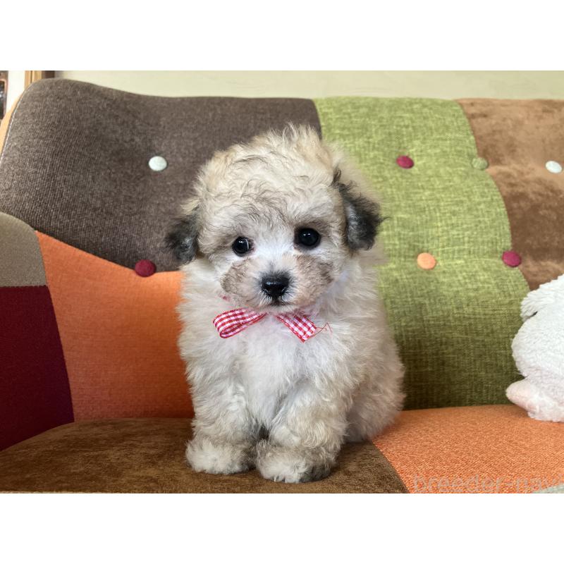 販売中の福岡県のマルプー:マルチーズ×トイプードル-452331の11枚目