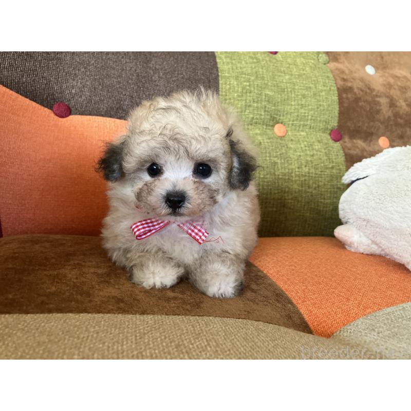 販売中の福岡県のマルプー:マルチーズ×トイプードル-452331の10枚目