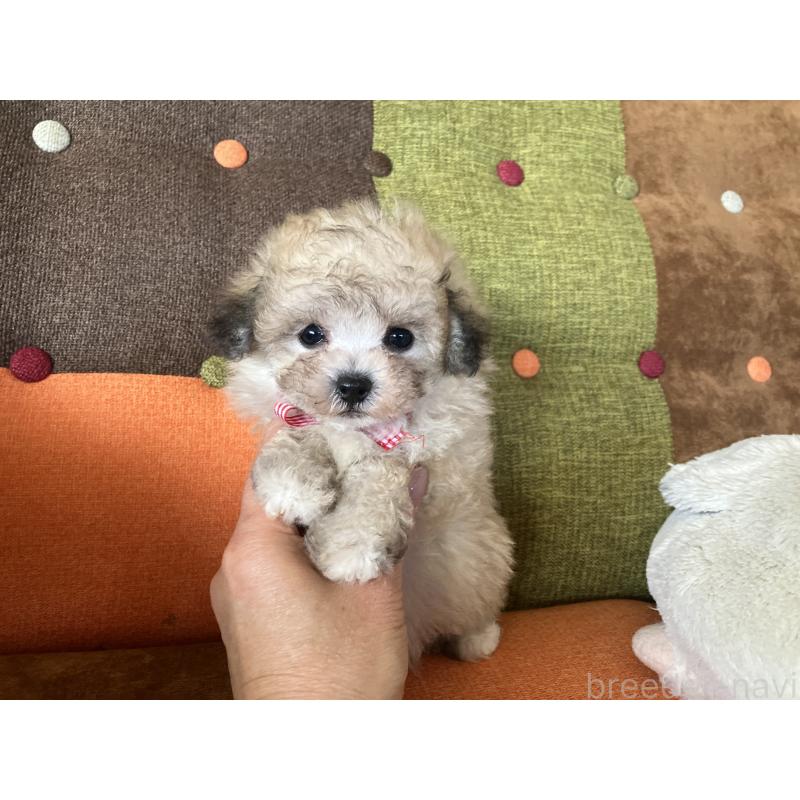 販売中の福岡県のマルプー:マルチーズ×トイプードル-452331の9枚目