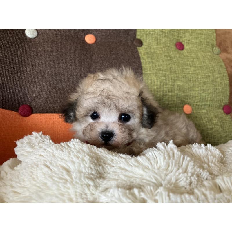 販売中の福岡県のマルプー:マルチーズ×トイプードル-452331の8枚目