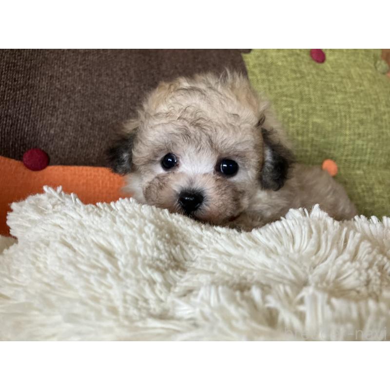 販売中の福岡県のマルプー:マルチーズ×トイプードル-452331の7枚目