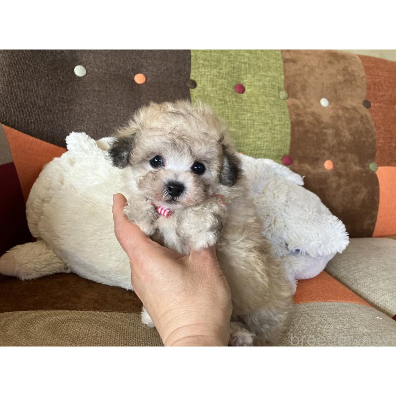 販売中の福岡県のマルプー:マルチーズ×トイプードル-452331の5枚目