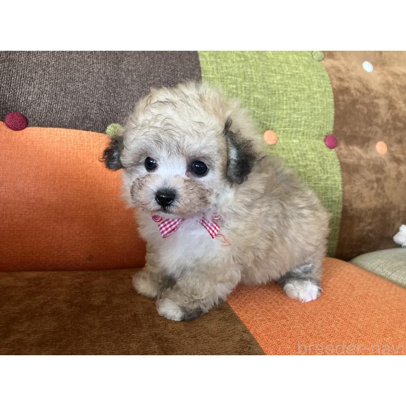 販売中の福岡県のマルプー:マルチーズ×トイプードル-452331の3枚目