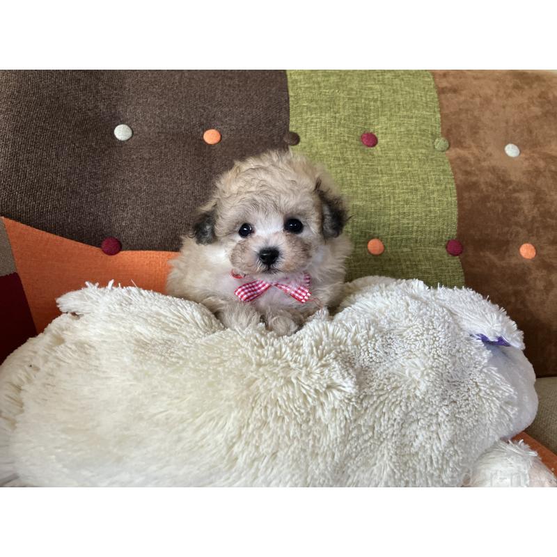 販売中の福岡県のマルプー:マルチーズ×トイプードル-452331の2枚目