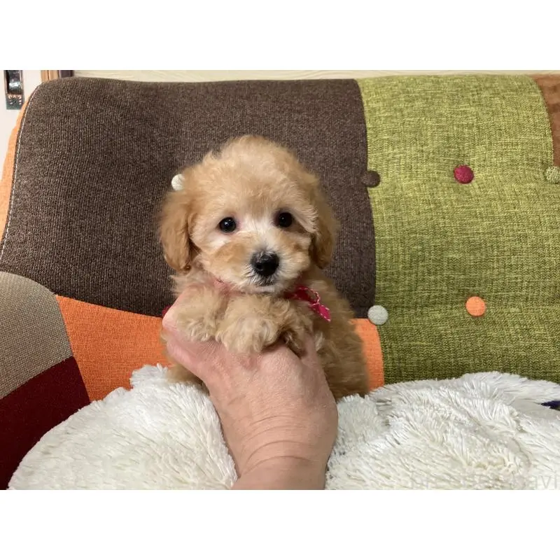 販売中の福岡県のタイニープードル-452333の17枚目
