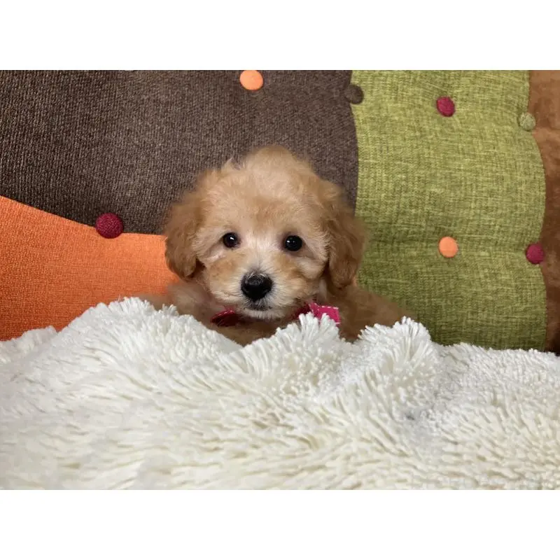 販売中の福岡県のタイニープードル-452333の15枚目