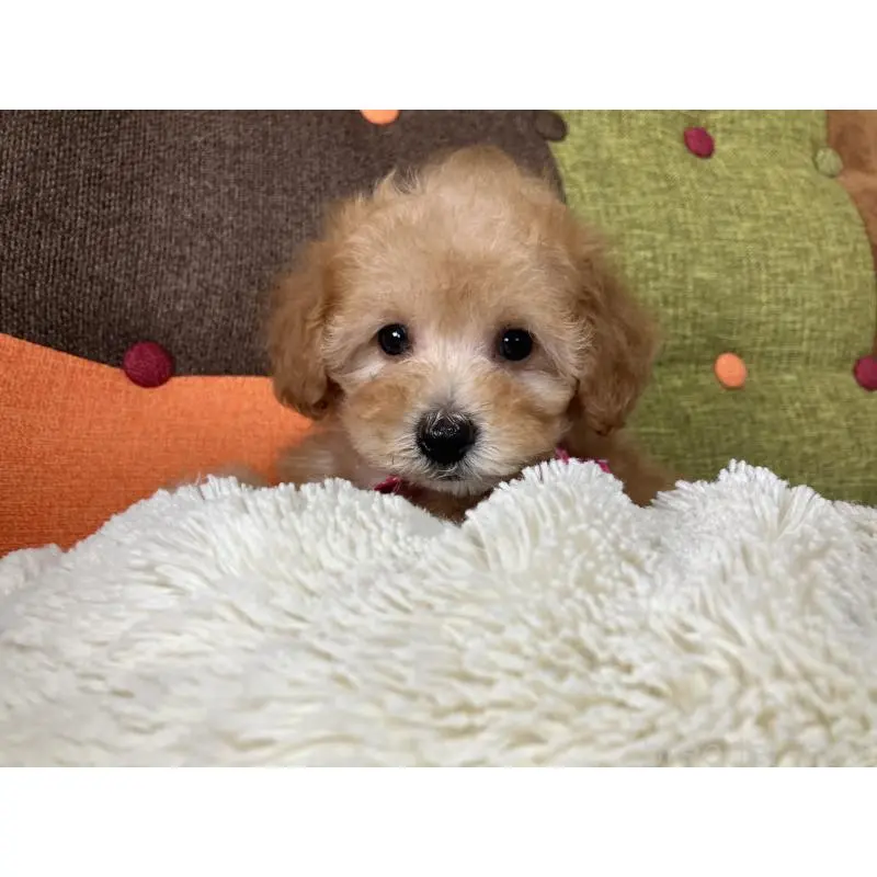 販売中の福岡県のタイニープードル-452333の13枚目