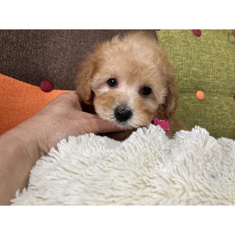 販売中の福岡県のタイニープードル-452333の12枚目