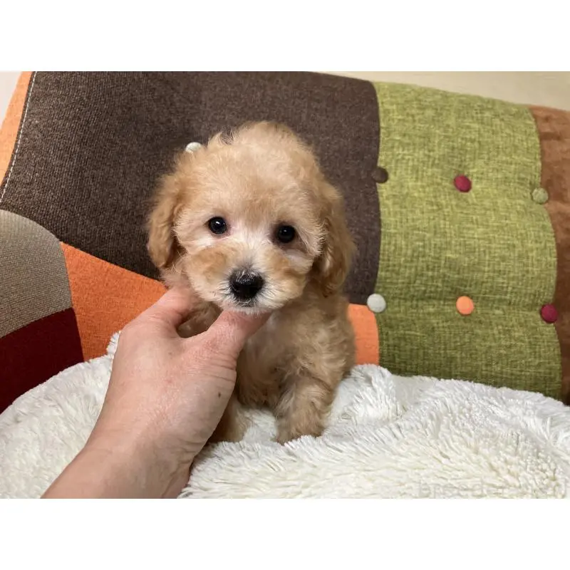販売中の福岡県のタイニープードル-452333の11枚目