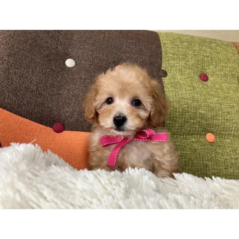 販売中の福岡県のタイニープードル-452333の10枚目