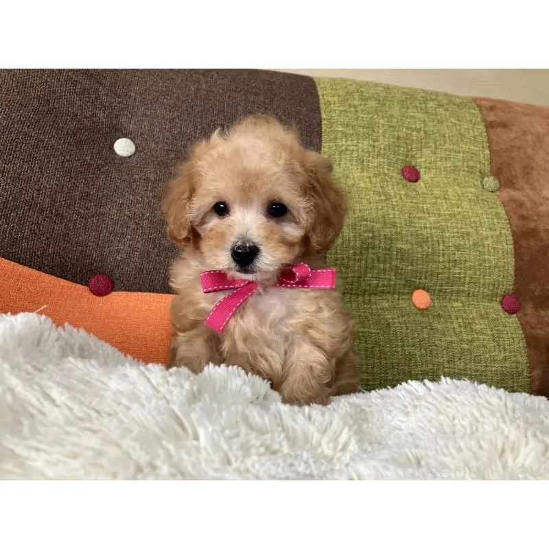 販売中の福岡県のタイニープードル-452333の9枚目