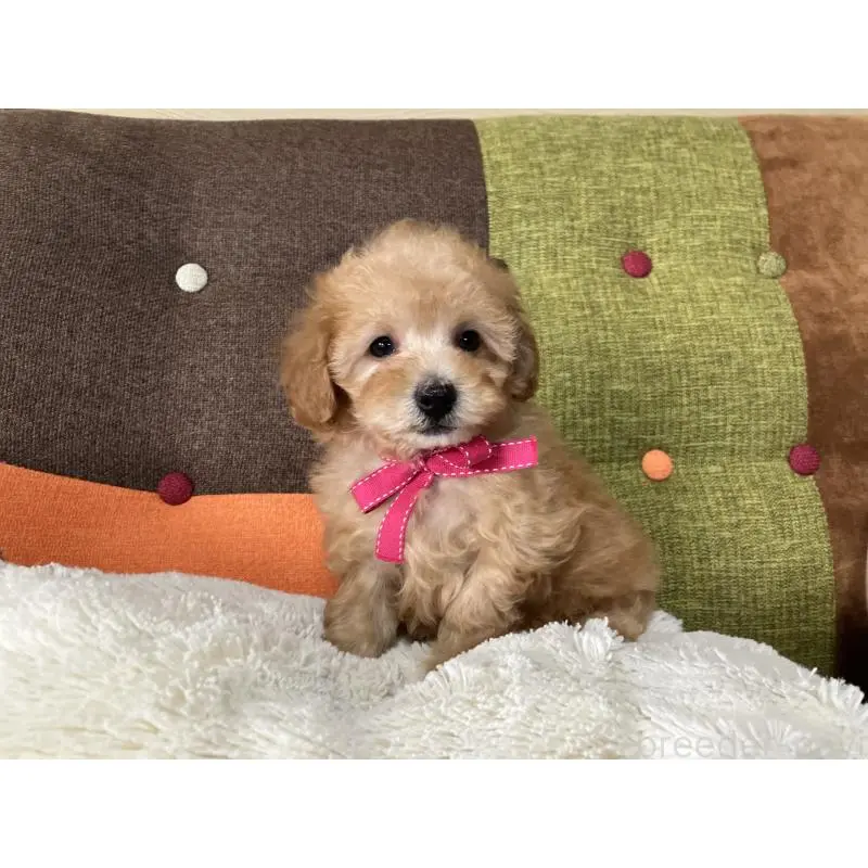 販売中の福岡県のタイニープードル-452333の8枚目