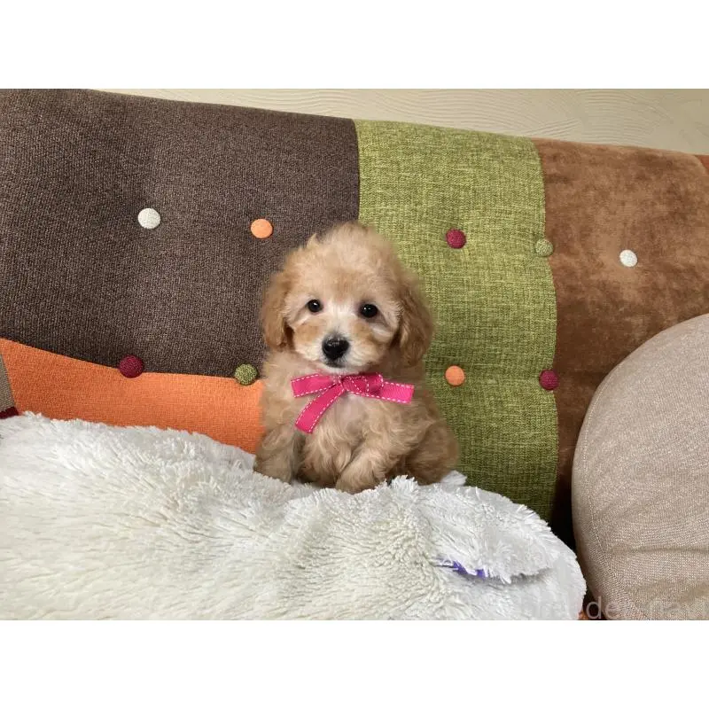 販売中の福岡県のタイニープードル-452333の7枚目