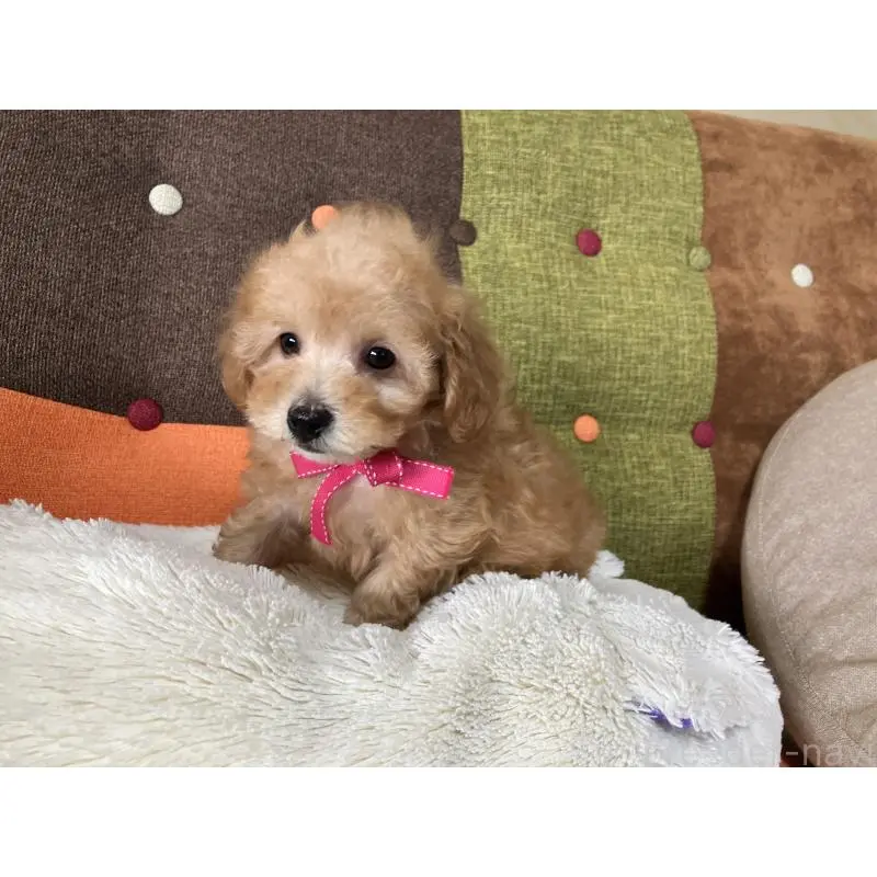 販売中の福岡県のタイニープードル-452333の6枚目