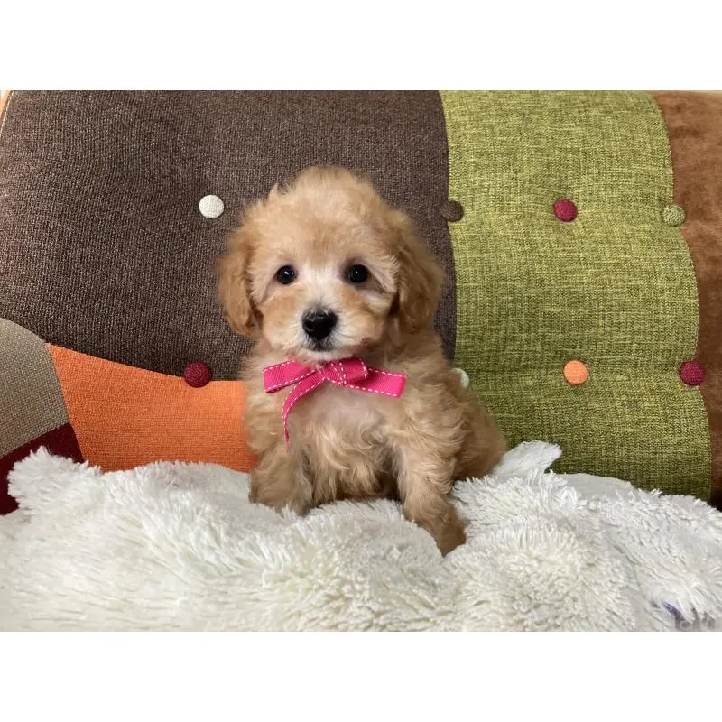 販売中の福岡県のタイニープードル-452333の4枚目