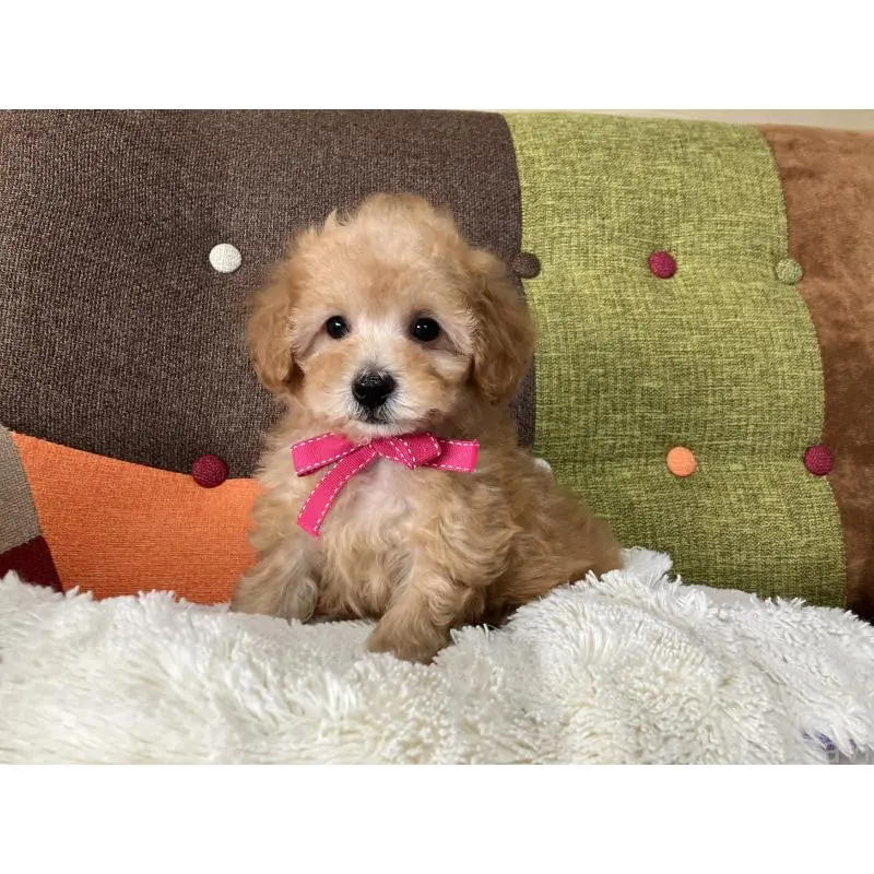 販売中の福岡県のタイニープードル-452333の3枚目