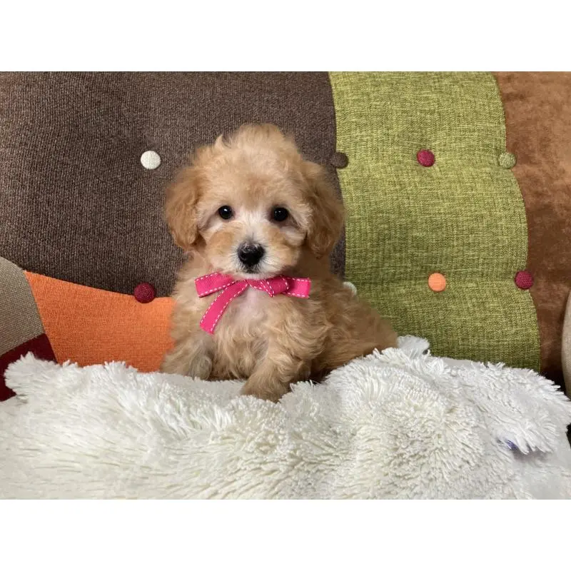 販売中の福岡県のタイニープードル-452333の2枚目