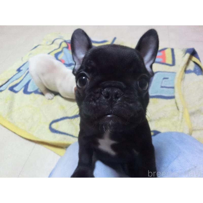 成約済の兵庫県のフレンチブルドッグ-447494の6枚目