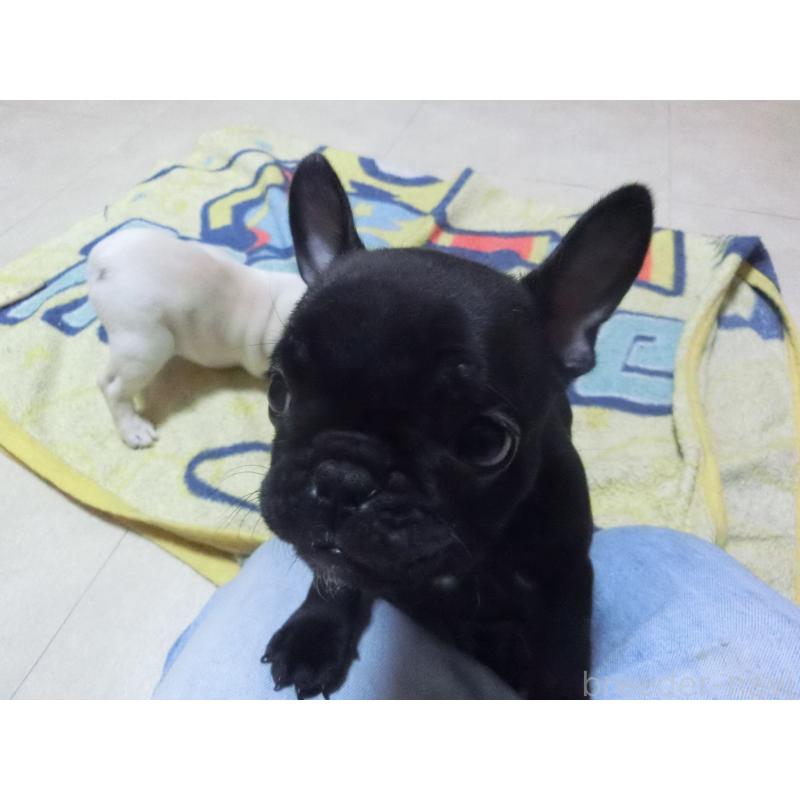 成約済の兵庫県のフレンチブルドッグ-447494の5枚目