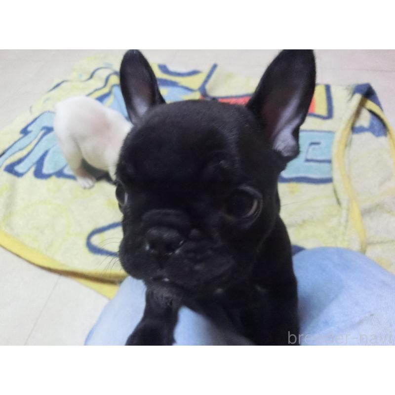 成約済の兵庫県のフレンチブルドッグ-447494の4枚目