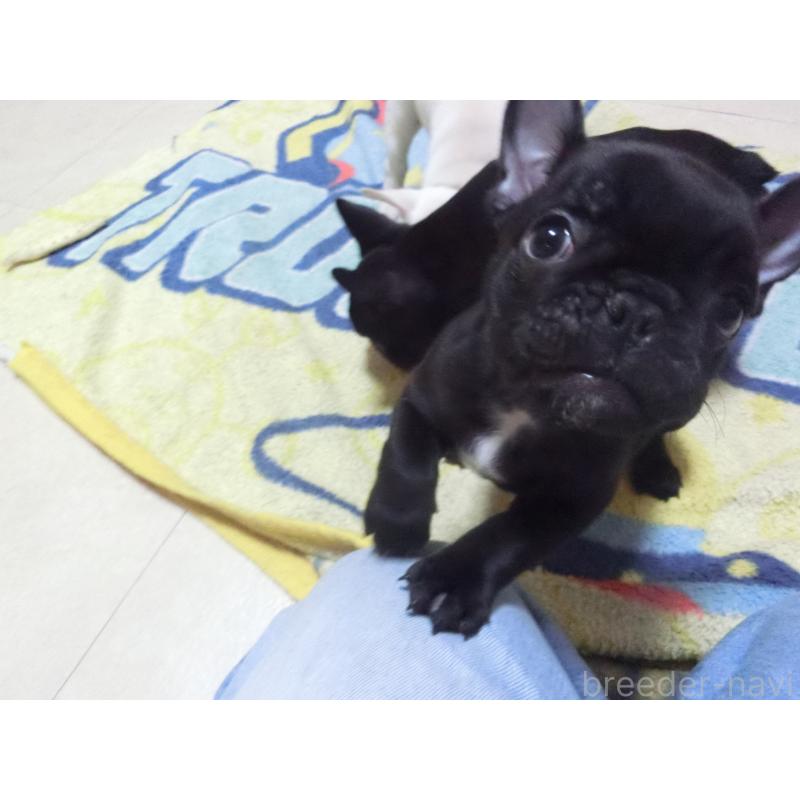 成約済の兵庫県のフレンチブルドッグ-447494の3枚目