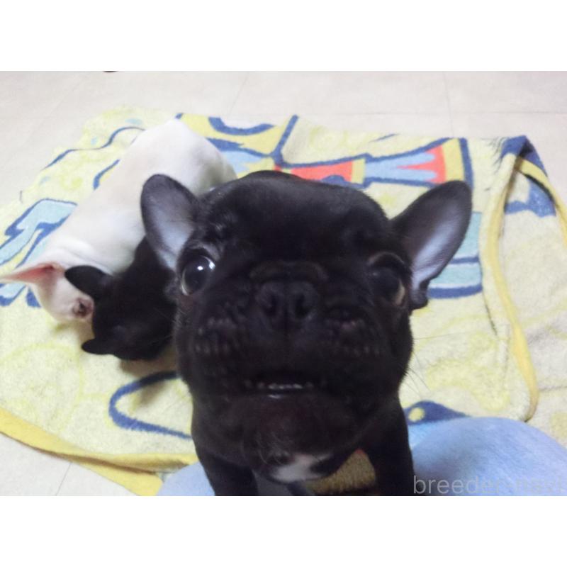 成約済の兵庫県のフレンチブルドッグ-447494の2枚目