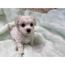 ♀︎ビションフリーゼ