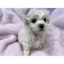 ♀︎ビションフリーゼ