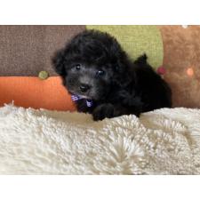 ♀︎マルプー:マルチーズ×トイプードル