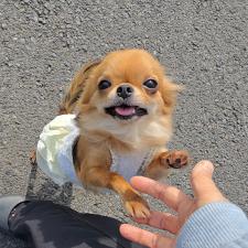 ♀︎チワワ(ロングコート)