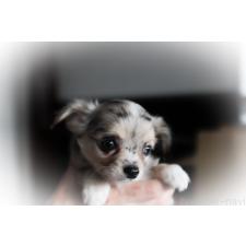 ♀︎チワワ(ロングコート)