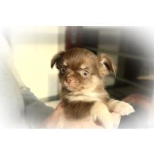 ♀︎チワワ(ロングコート)