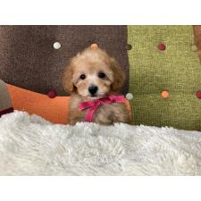 オンライン見学