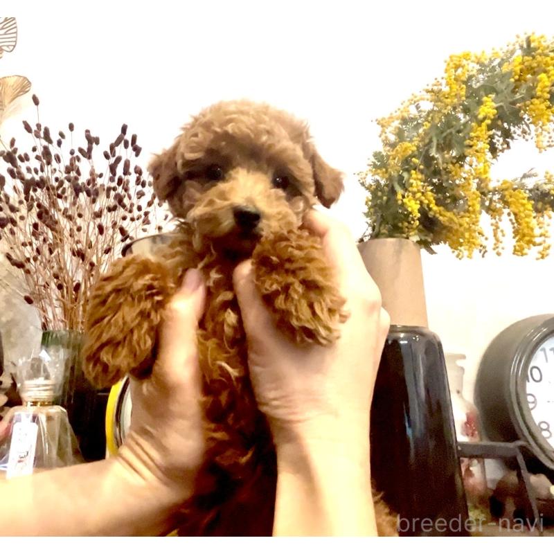 販売中の奈良県のタイニープードル-446944の3枚目