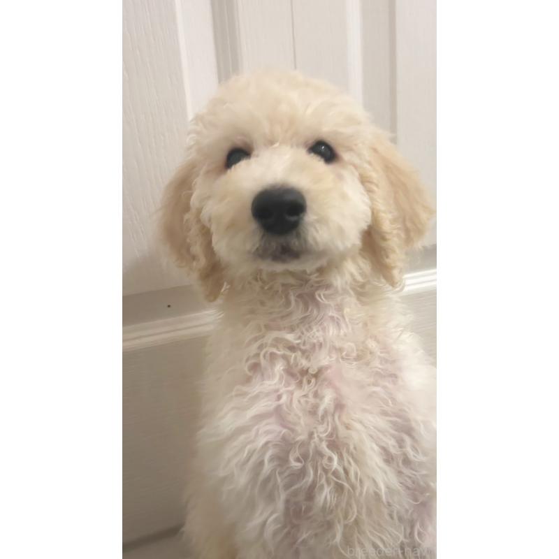 販売中の群馬県のスタンダードプードル-452334の3枚目