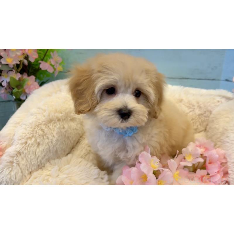 販売中の埼玉県のマルプー:マルチーズ×トイプードル-447215の5枚目