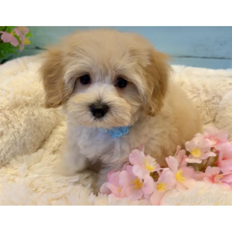 販売中の埼玉県のマルプー:マルチーズ×トイプードル-447215の4枚目