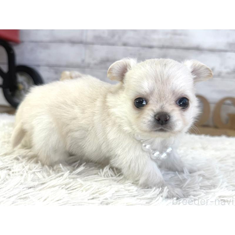 販売中の神奈川県のチワワ(ロングコート)-452335の6枚目