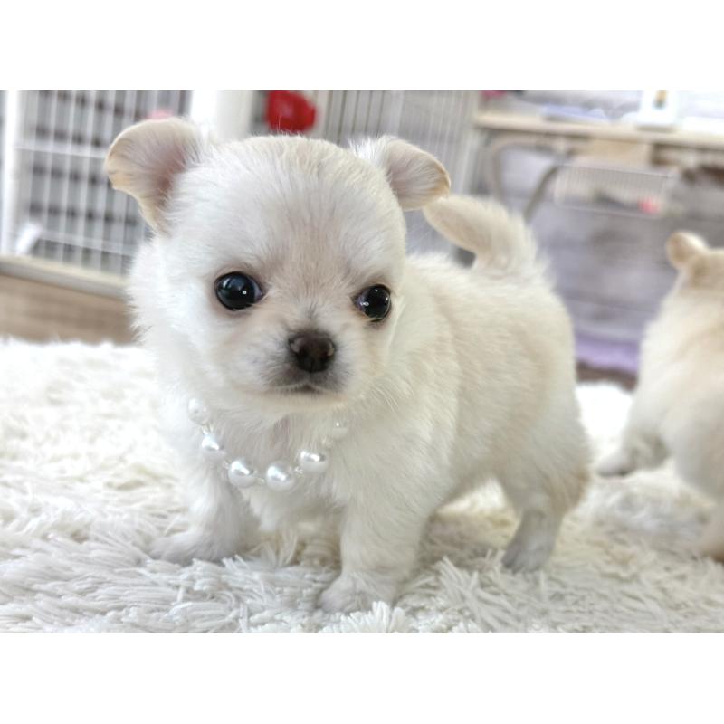 販売中の神奈川県のチワワ(ロングコート)-452335の5枚目