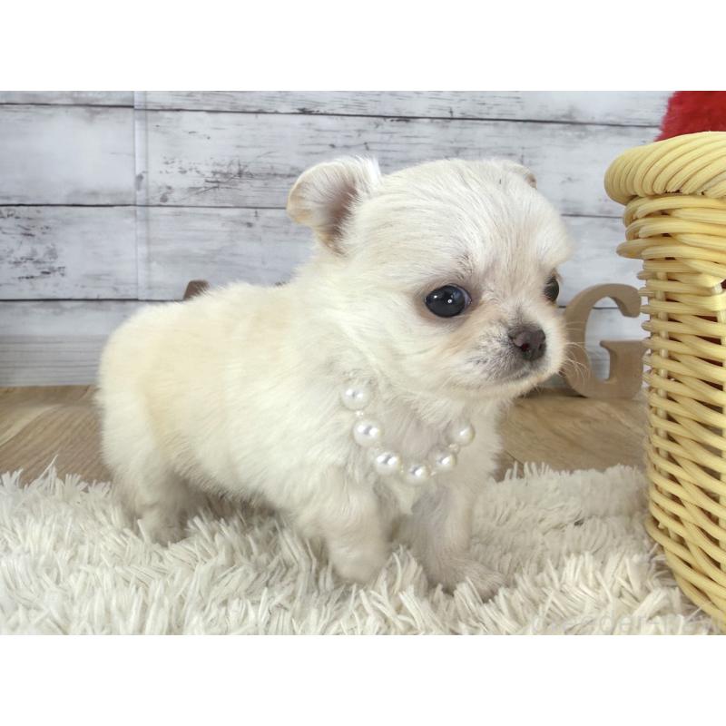 販売中の神奈川県のチワワ(ロングコート)-452335の4枚目