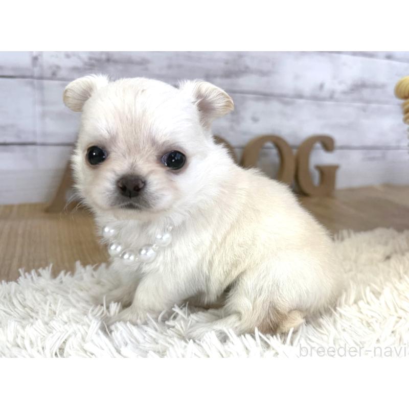 販売中の神奈川県のチワワ(ロングコート)-452335の3枚目