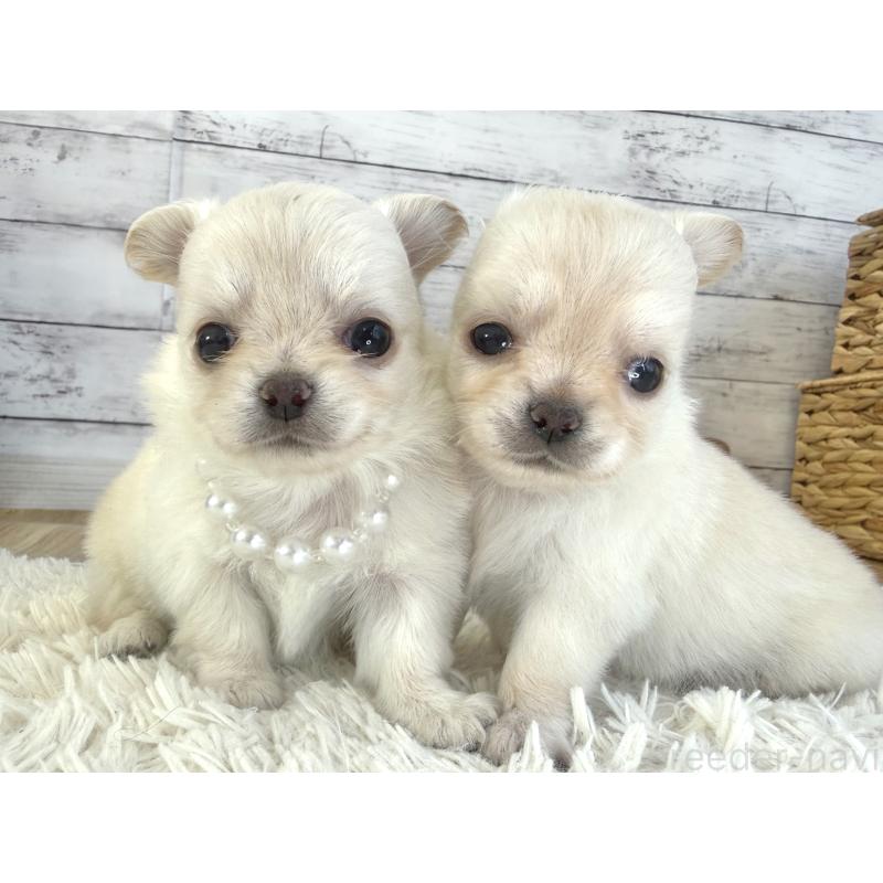 販売中の神奈川県のチワワ(ロングコート)-452335の2枚目