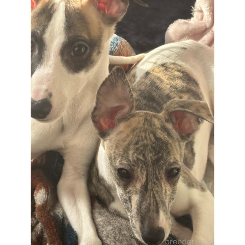 成約済の群馬県のウィペット-436462の11枚目