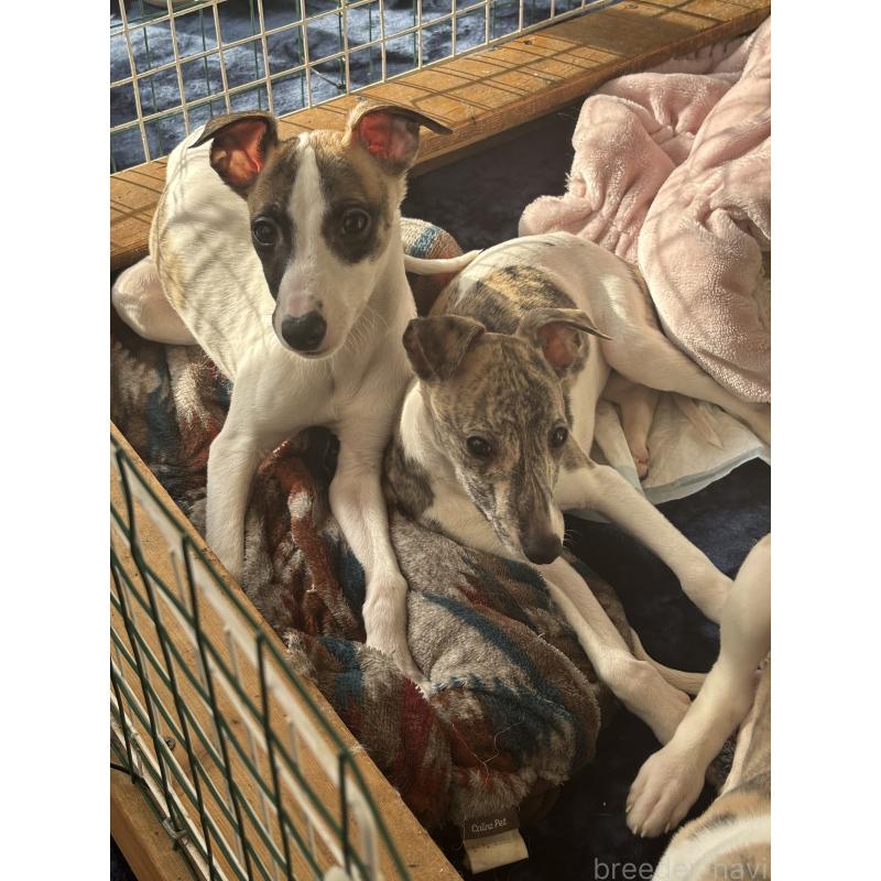 成約済の群馬県のウィペット-436462の10枚目