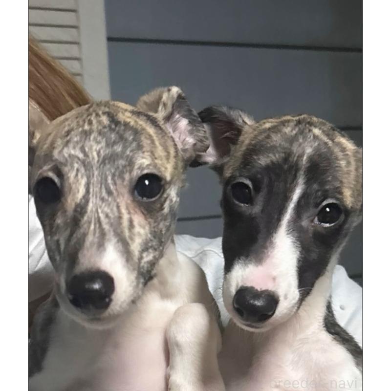 成約済の群馬県のウィペット-436462の9枚目